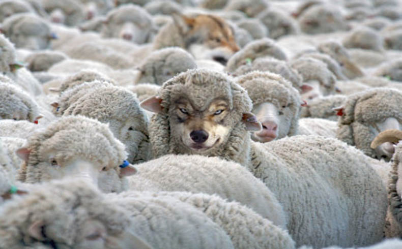 Resultado de imagen de un lobo metido entre ovejas