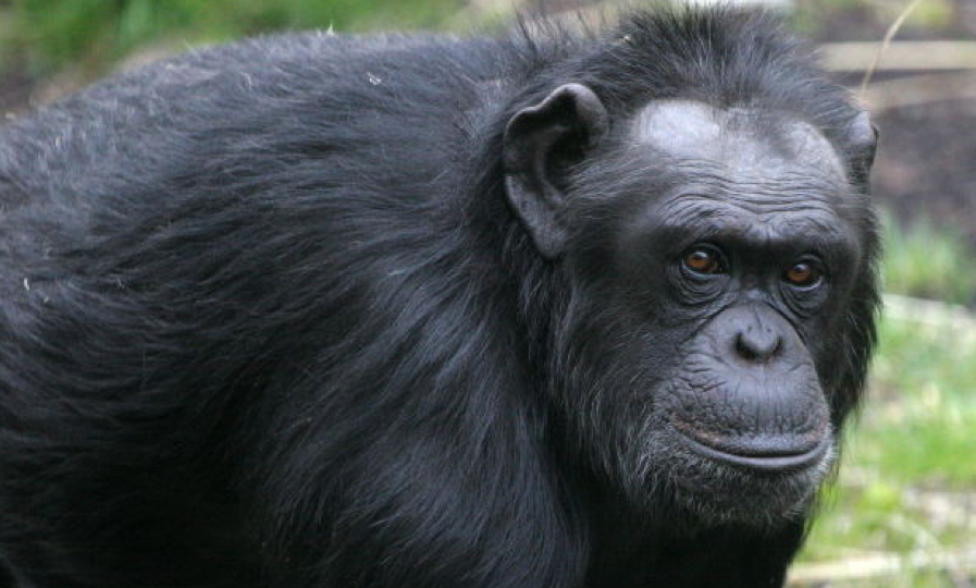 Legalmente un chimpancé