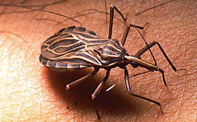 Una gran base de datos mundial para combatir el mal de Chagas