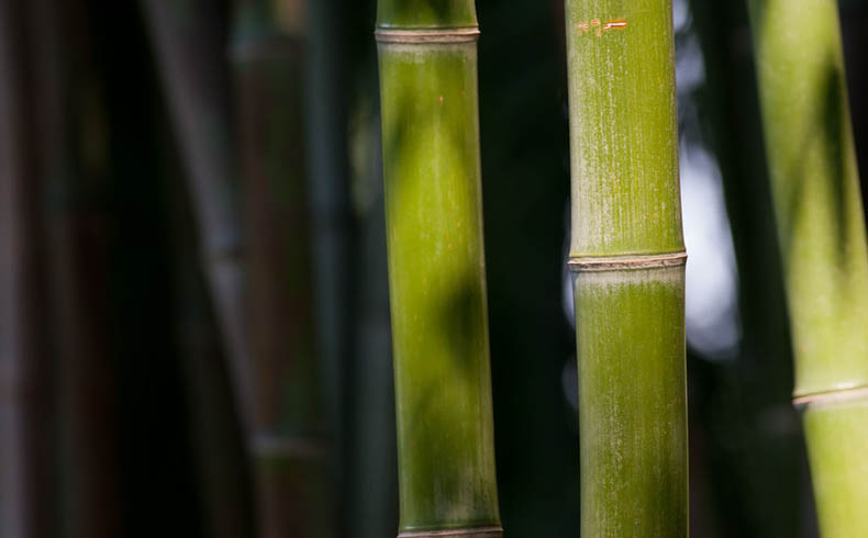 La enseñanza de la caña de Bambú